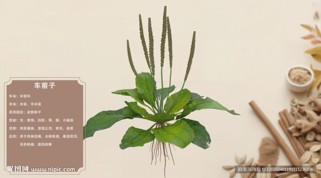 一株独特绿植展示车前子