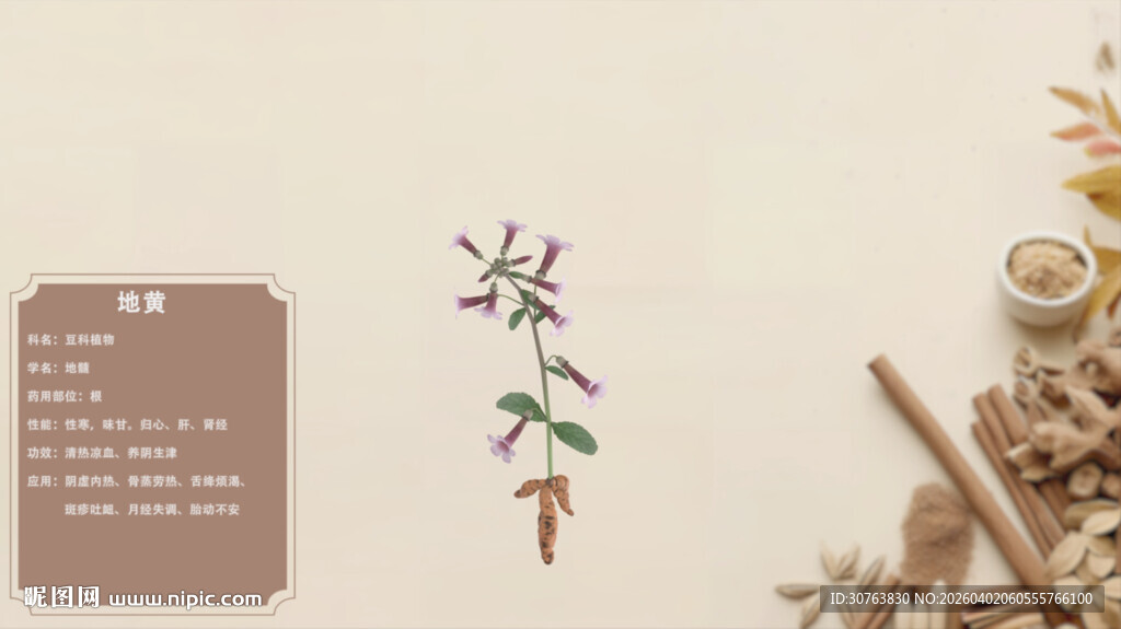 中式草药标本与药材展示地黄