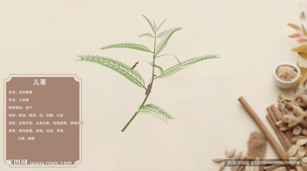 清新植物标本与自然元素儿茶