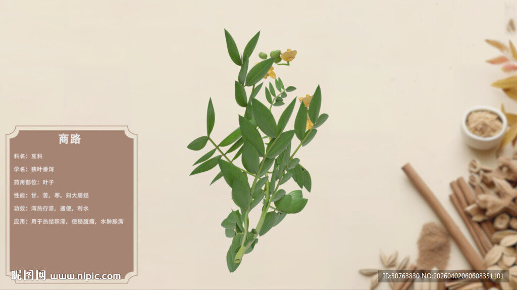 传统草药展示番泻叶