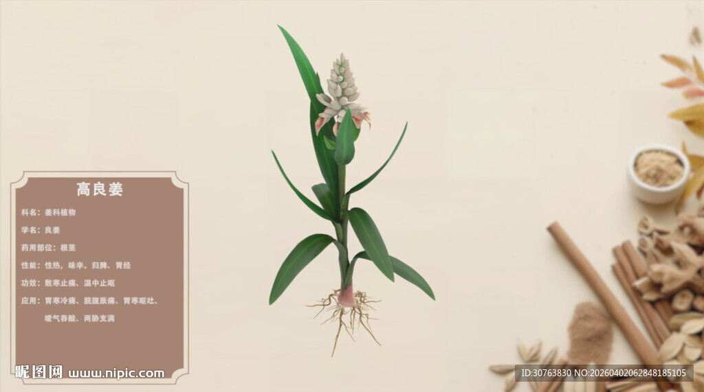 一株中药材植物展示高良姜