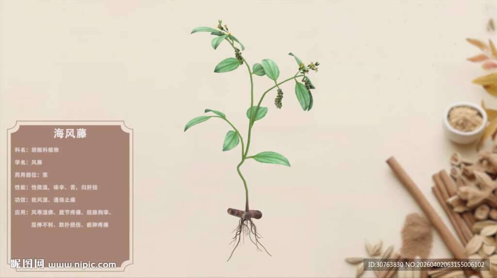 中草药海风藤