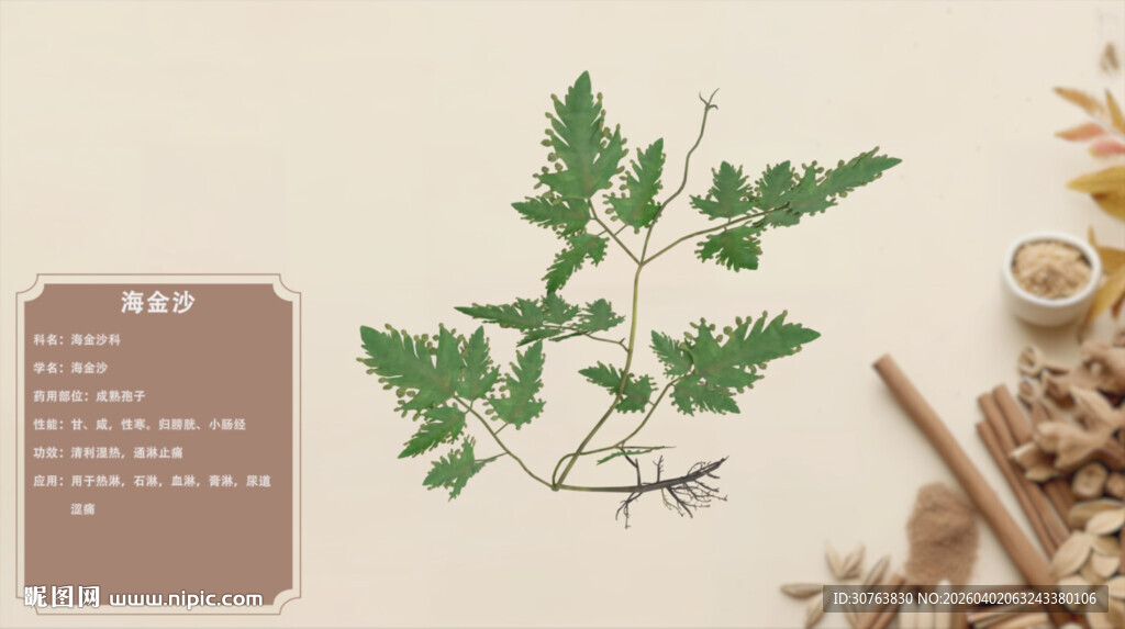 传统中药材植物展示海金沙