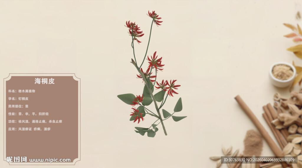 中草药海桐皮