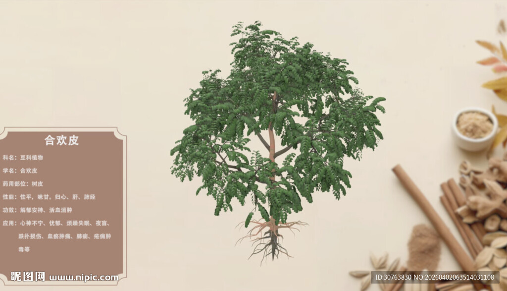 一棵绿植与中药材摆放合欢皮