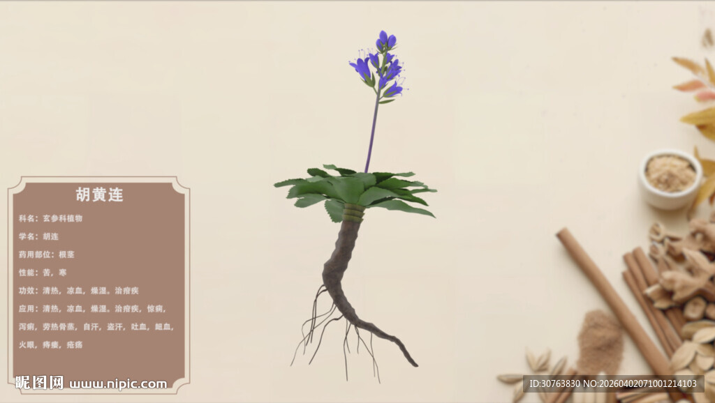 中草药胡黄连