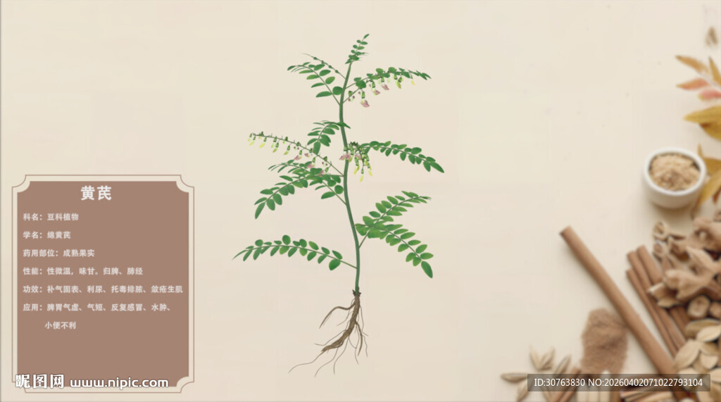 一株中药材植物特写黄芪