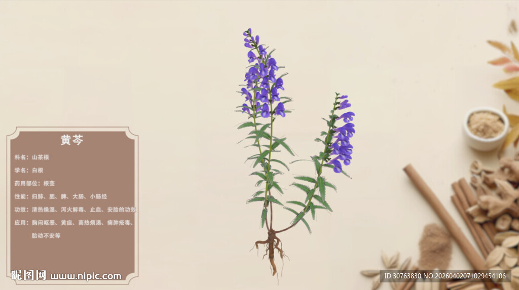 紫色花卉与植物标本展示黄芩