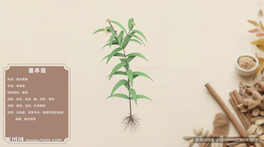 一株绿植与中药材组合墨旱莲