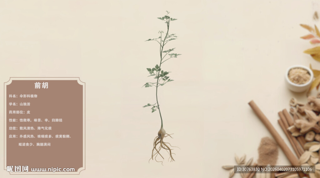 中药材展示前胡