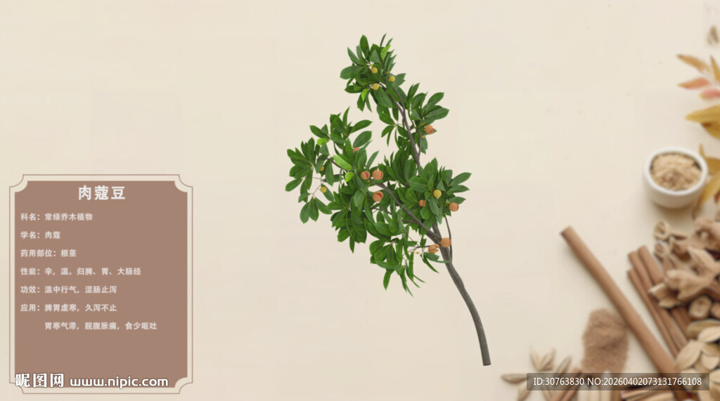 中草药肉蔻豆