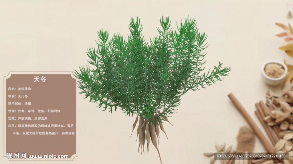 传统草本植物天冬