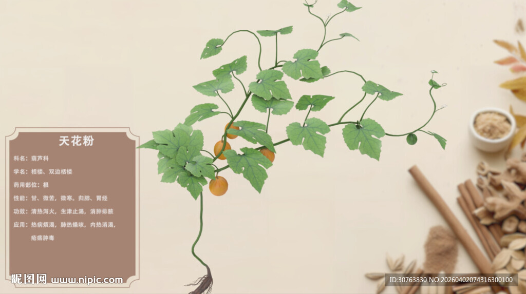 药用植物展示天花粉