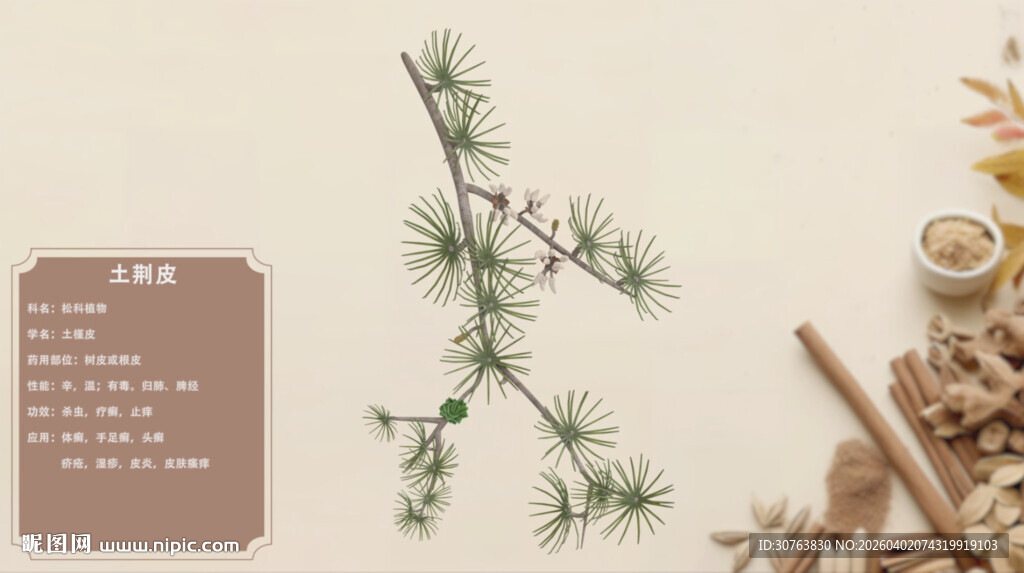 松枝与中药材的自然组合土荆皮