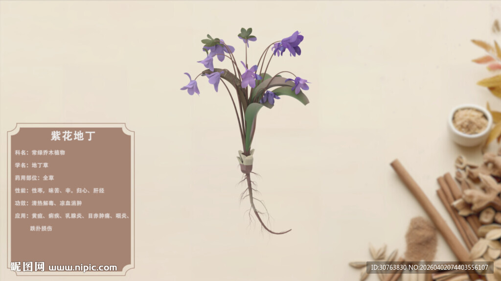 中草药紫花地丁