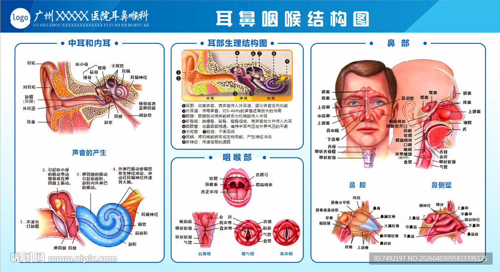 耳鼻咽喉结构图