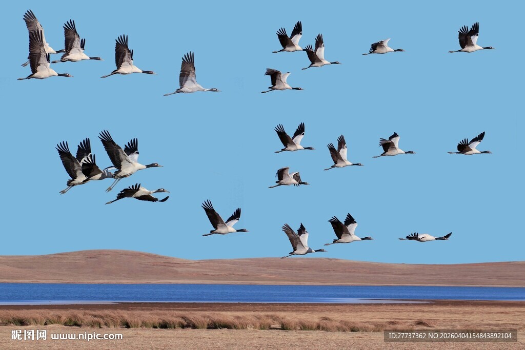群鸟翱翔于蓝天之下 海鸥素材