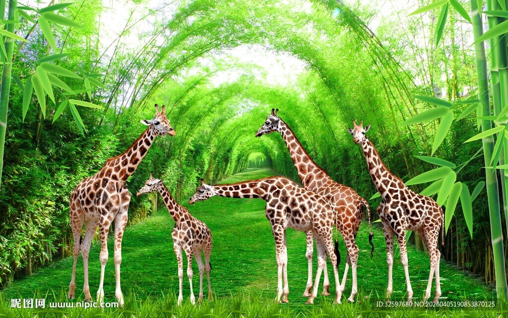 长颈鹿竹林风景