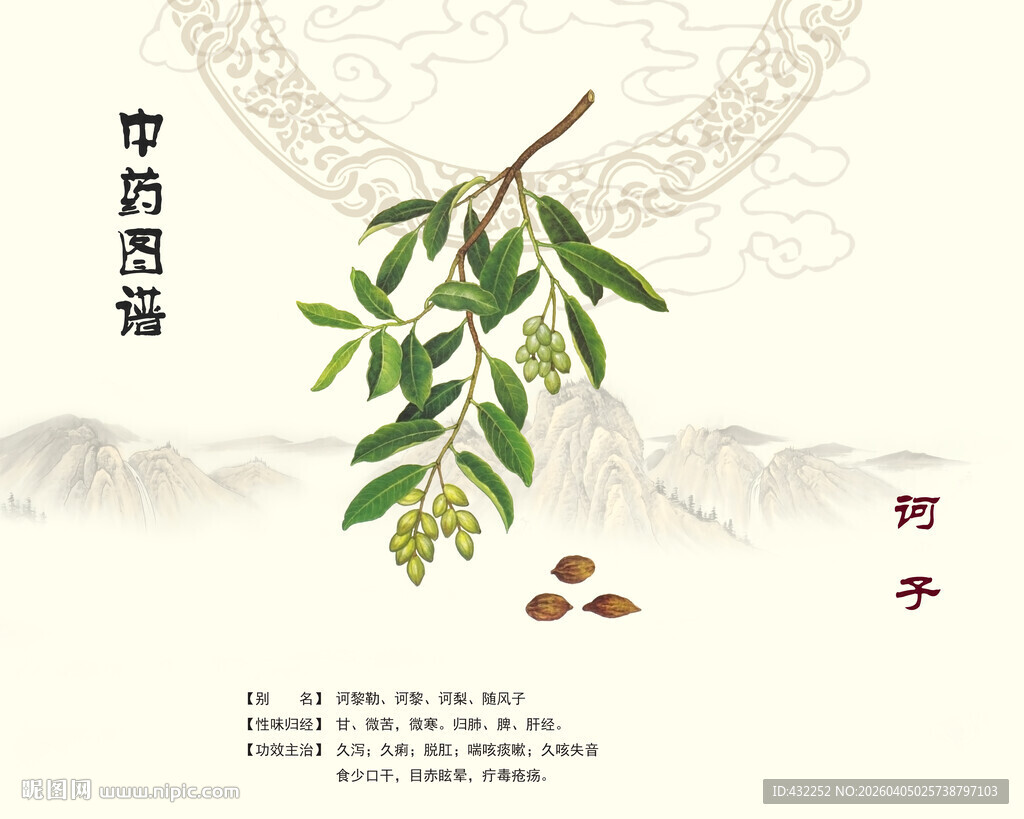 中药诃子植物展示图