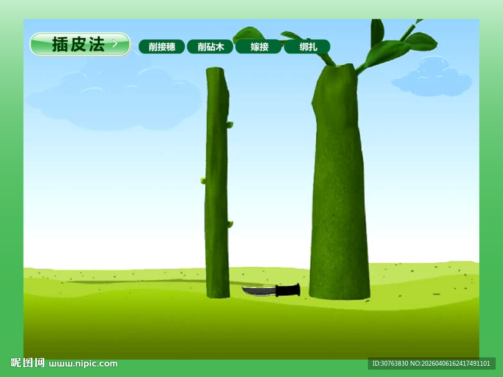 园林嫁接插皮法