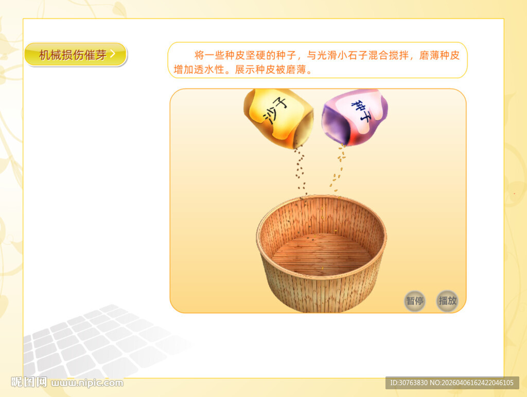 种子机械损伤催芽方法