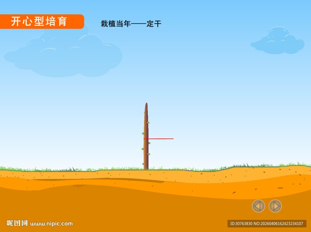 园林开心型苗木培育