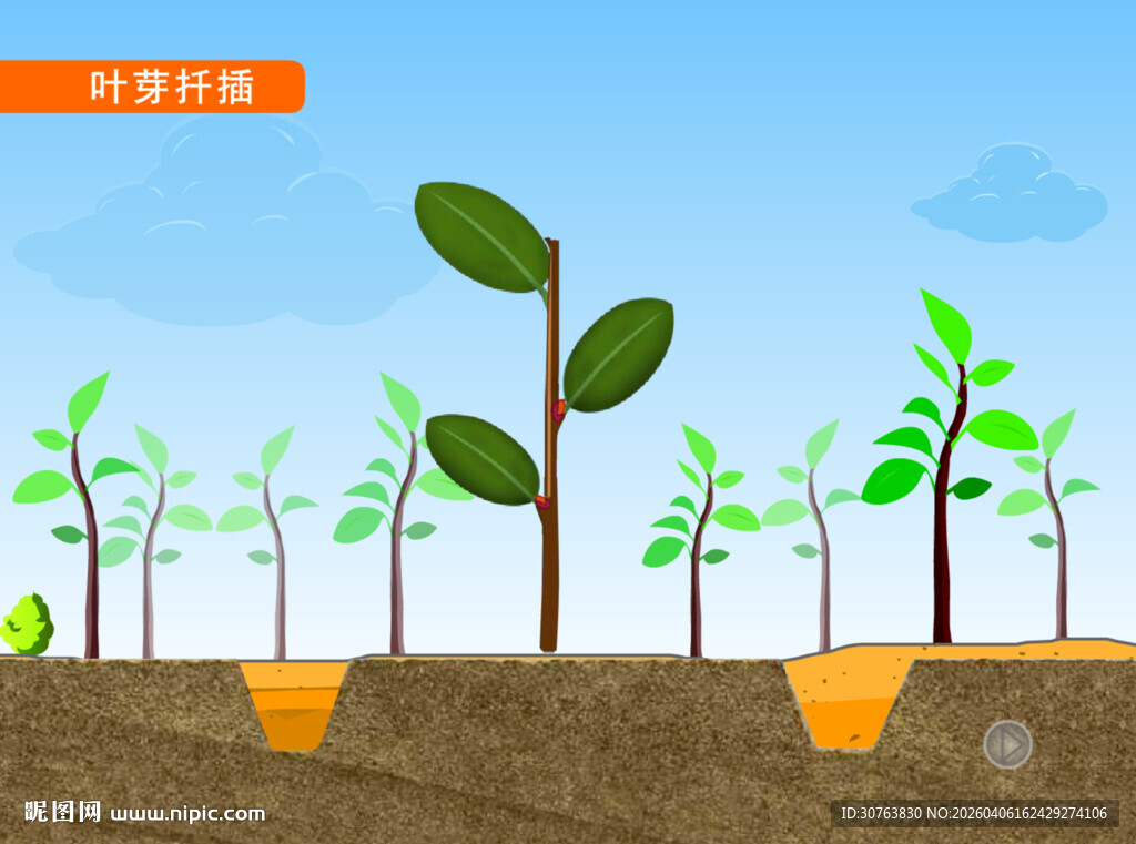 叶芽插