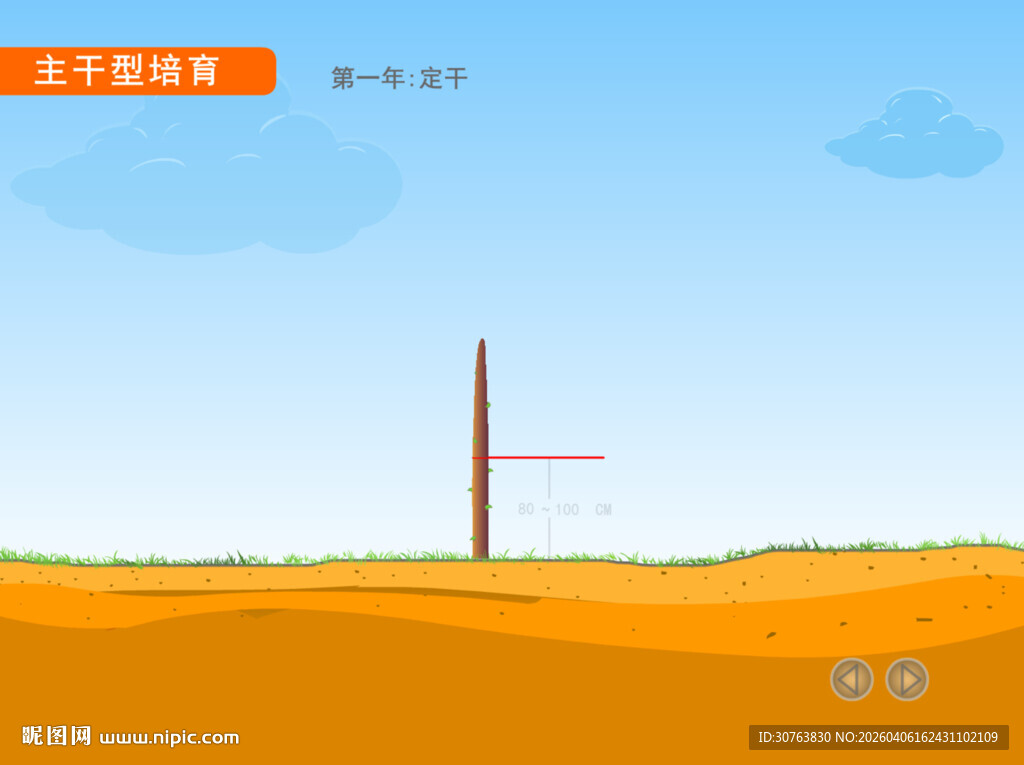 园林主干型苗木培育