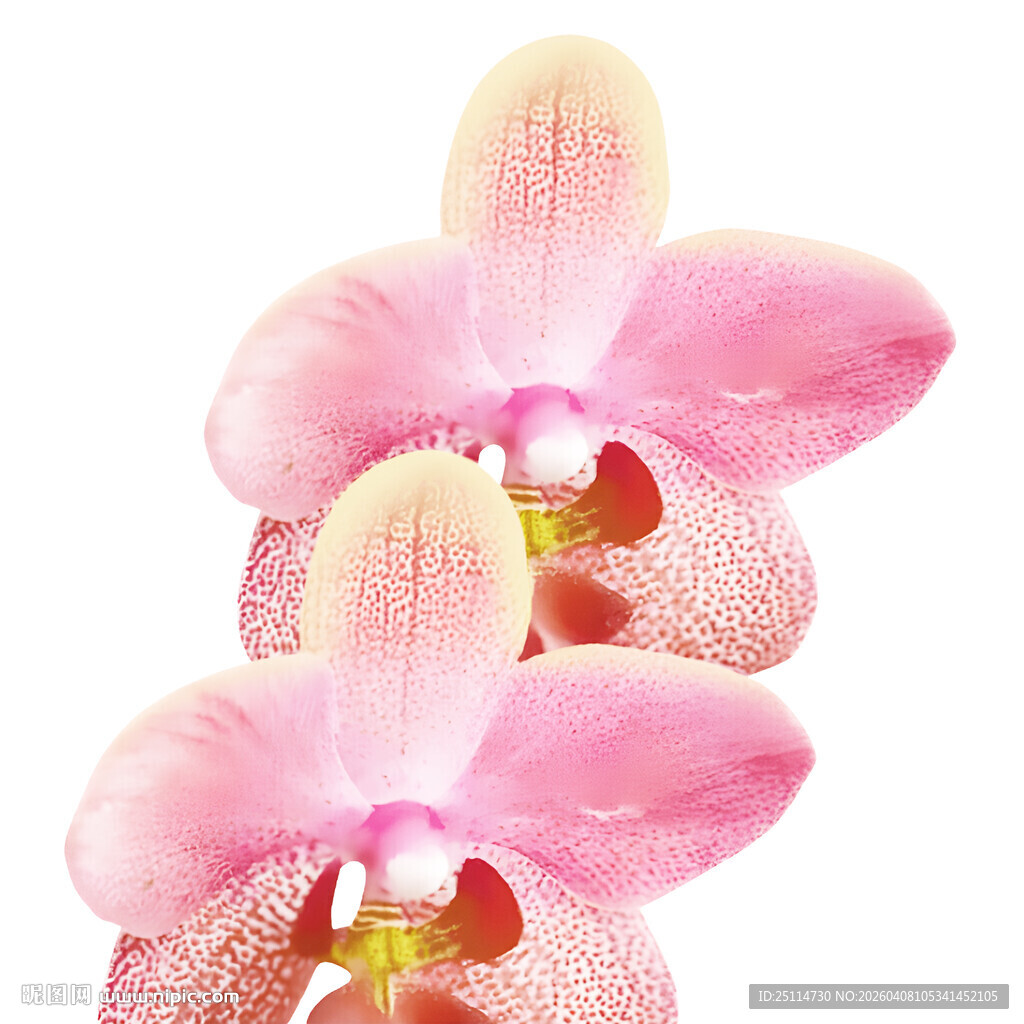 粉色蝴蝶兰特写