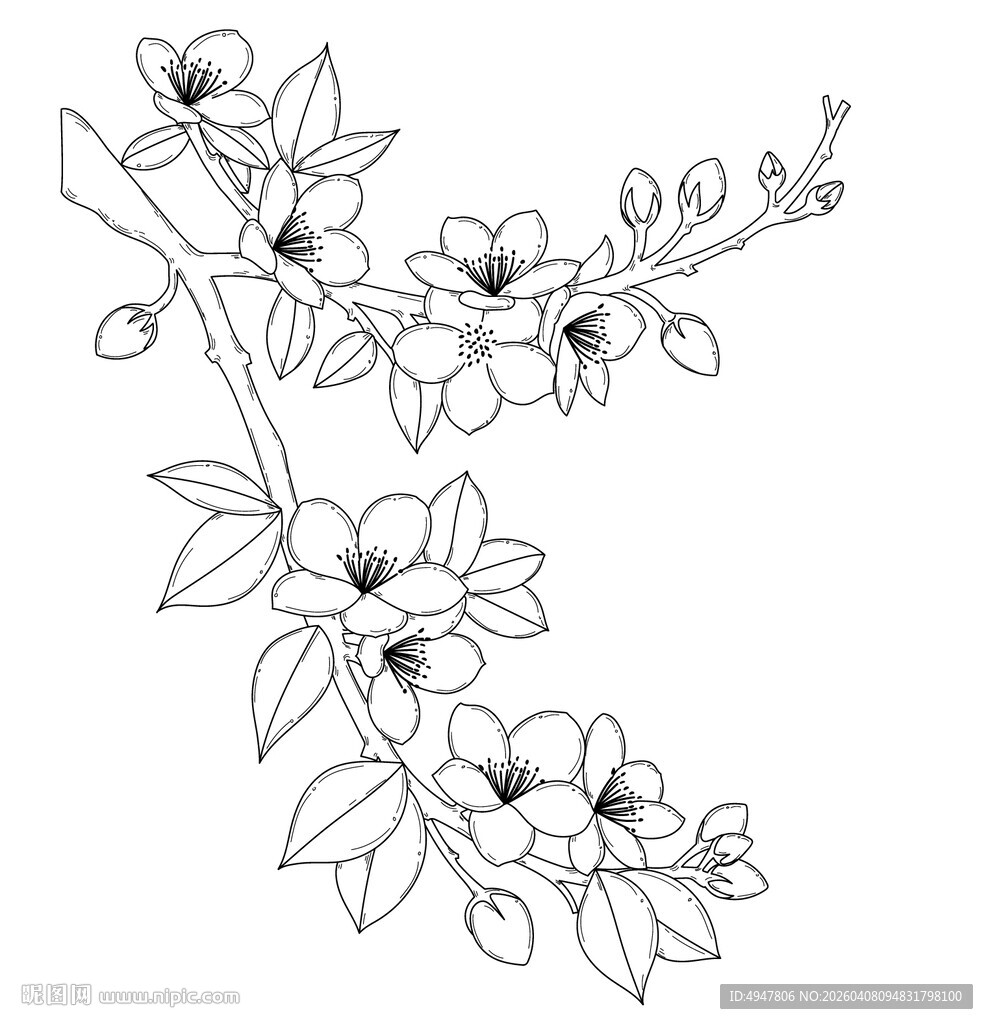 花卉线条画 精致花枝图案 矢量