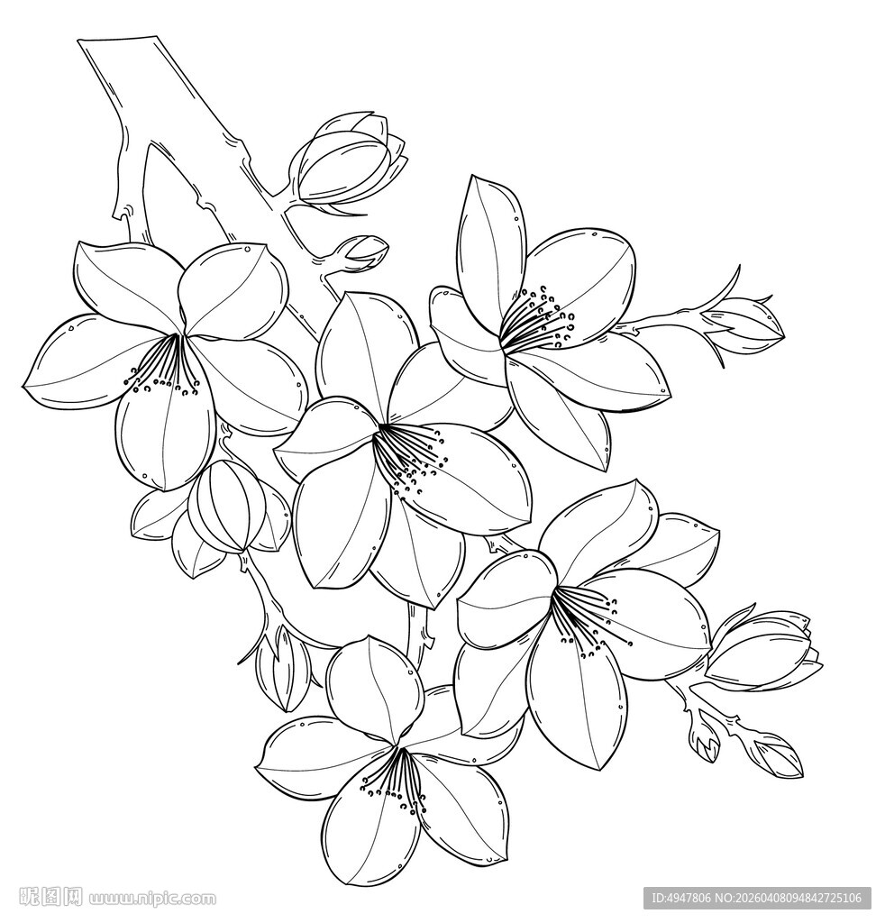 手绘花卉线条画 矢量图