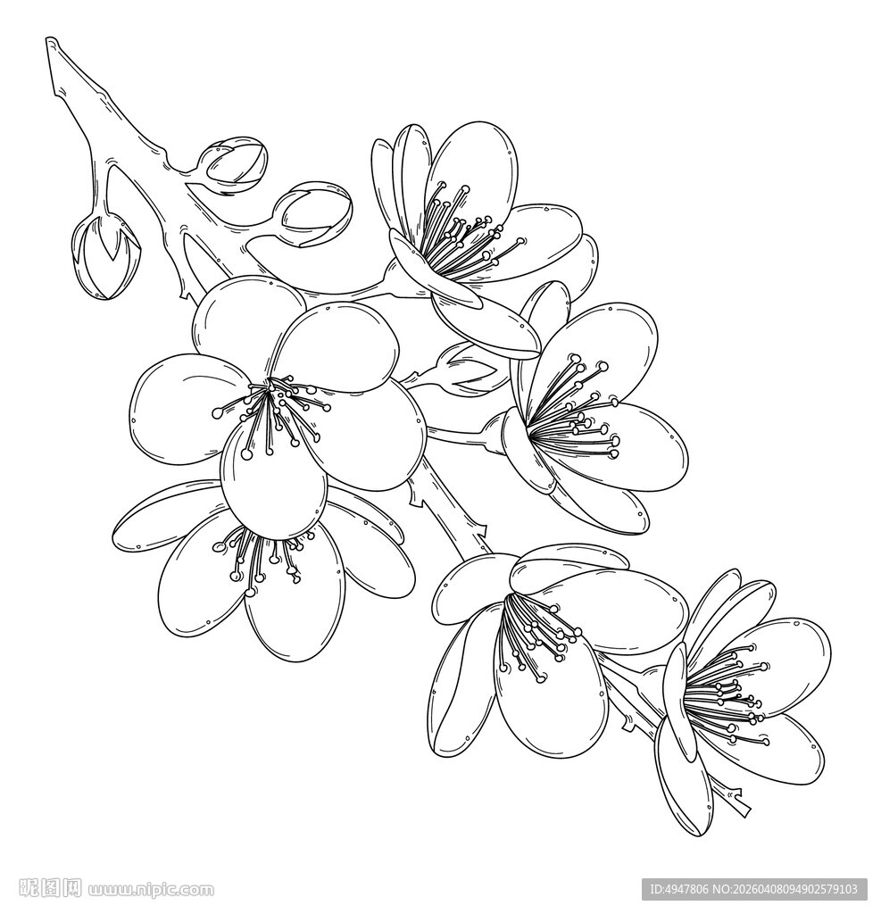 手绘花卉线条图 矢量图