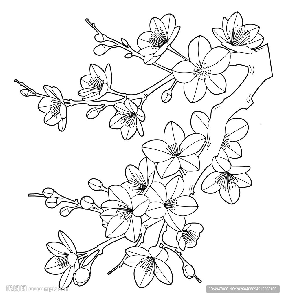 手绘樱花枝线条图 矢量图