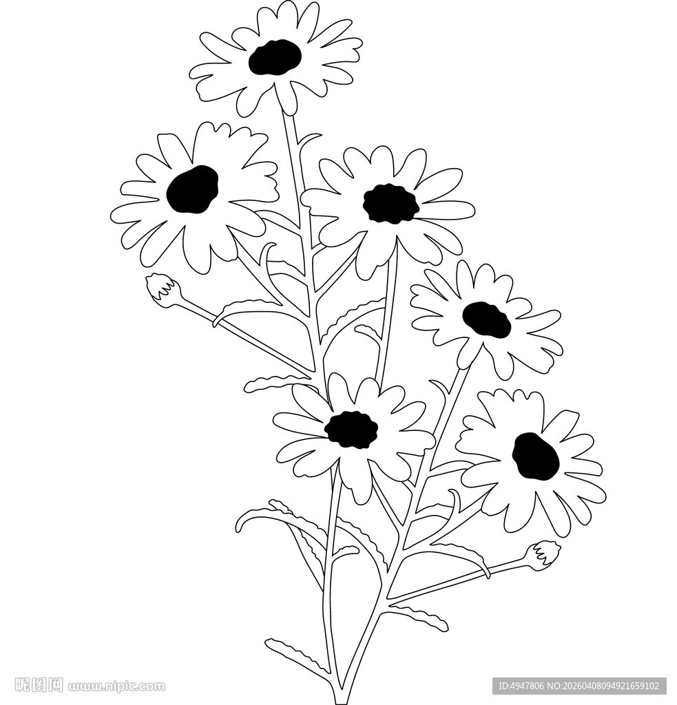 手绘雏菊花卉线条图 矢量图