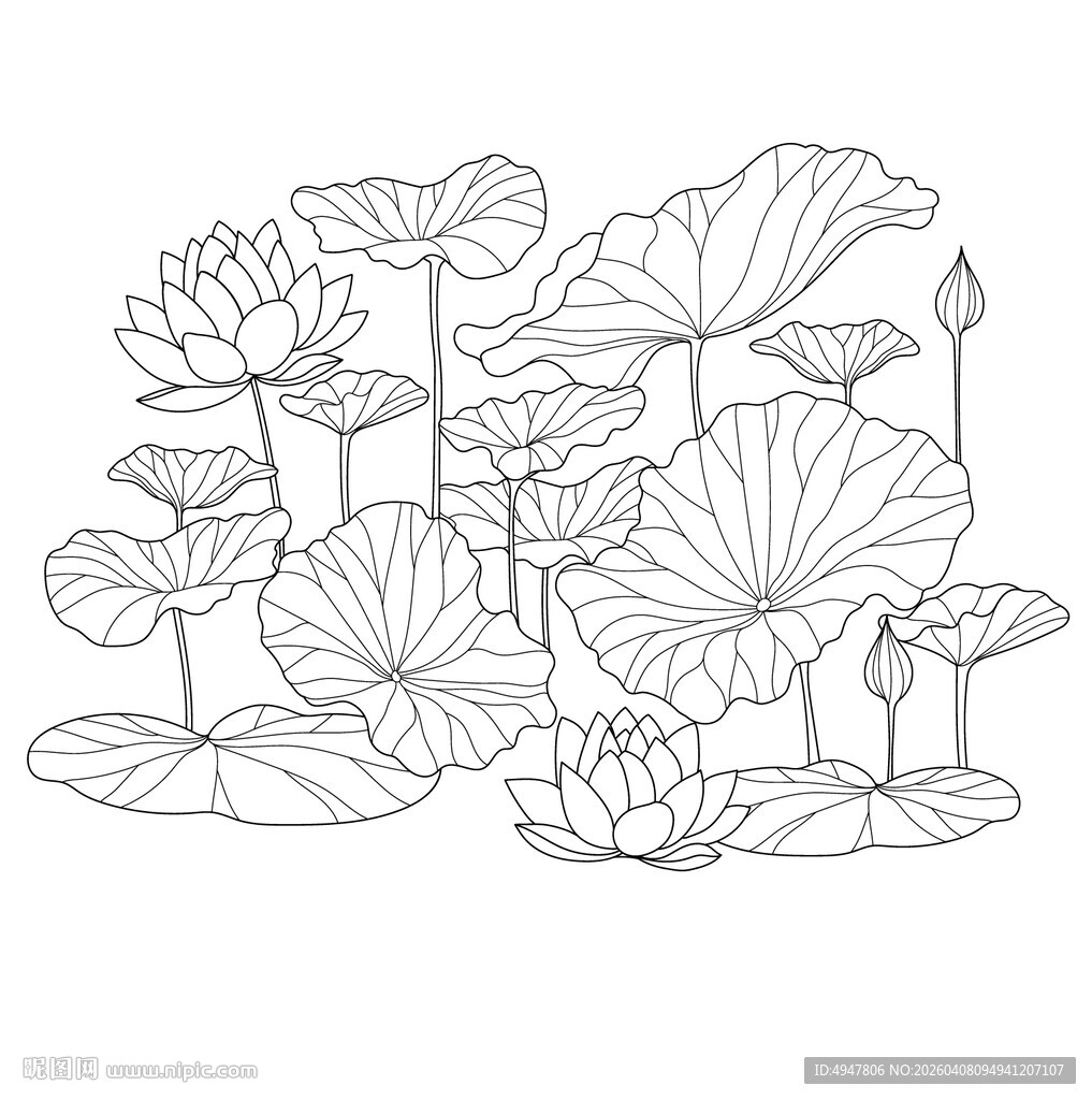 线描荷花荷叶图案 矢量图