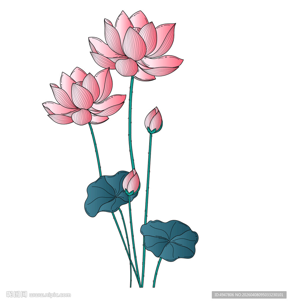 手绘粉色荷花插画 矢量图