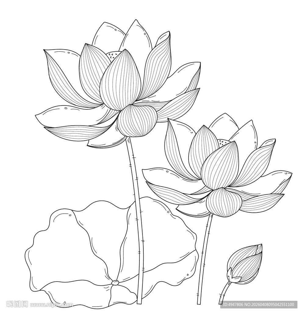 手绘荷花线条图 矢量图