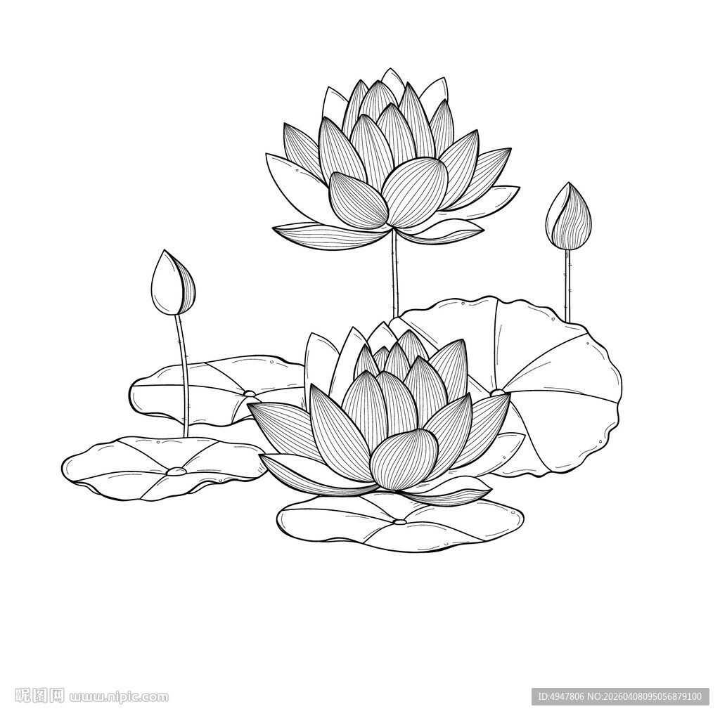 手绘莲花图 矢量图