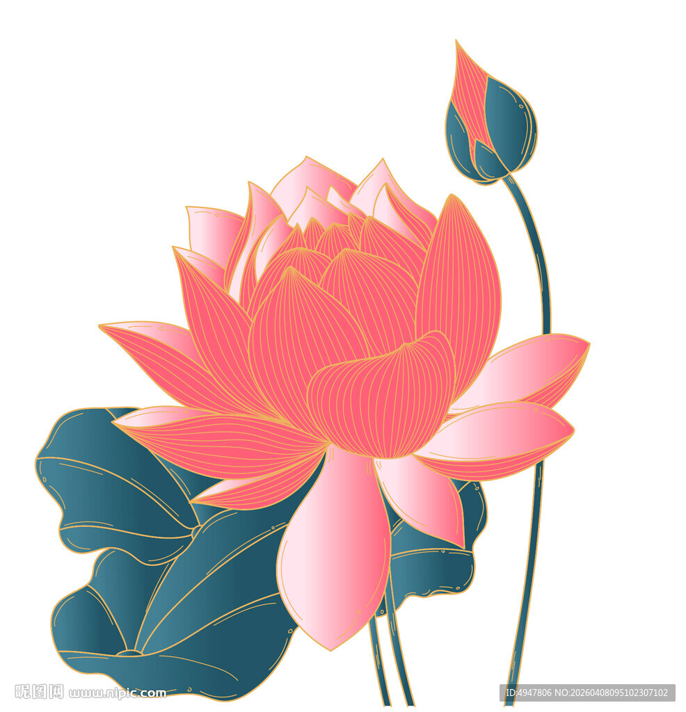 盛开的粉色荷花 矢量图