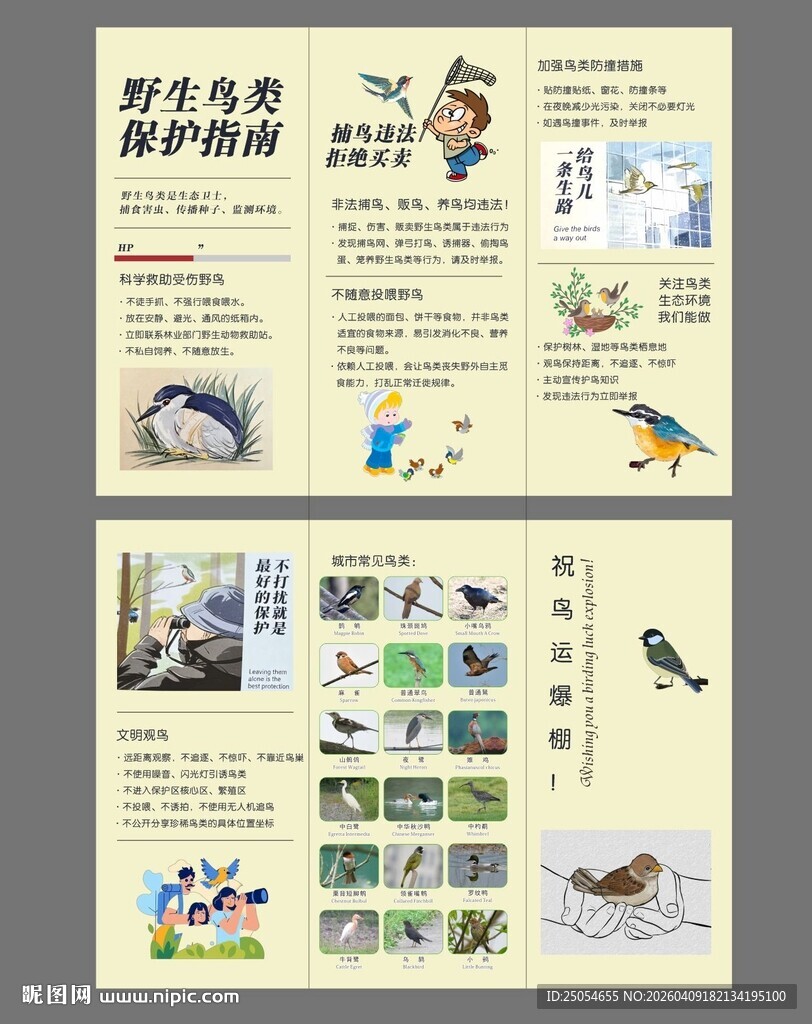 鸟类保护折页