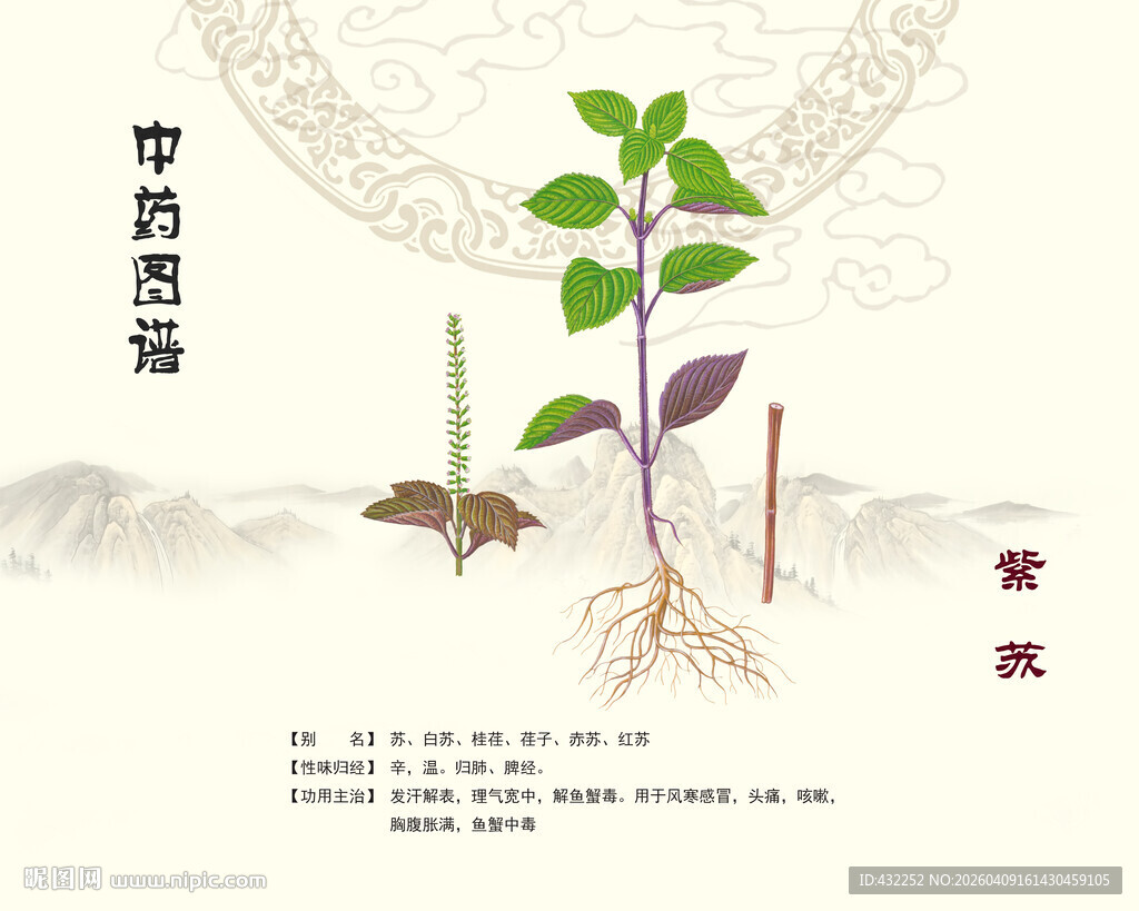 紫苏中草药植株