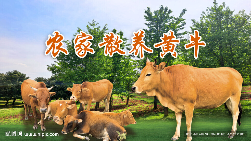 散养黄牛