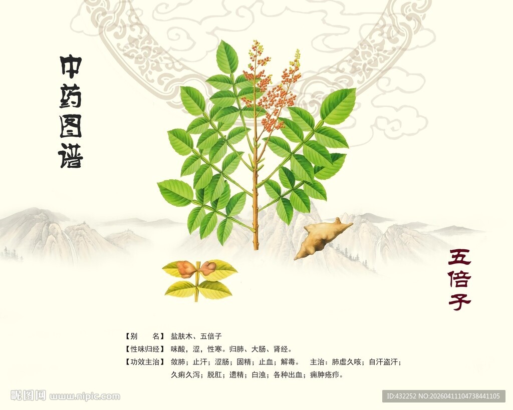 五倍子植株展示图