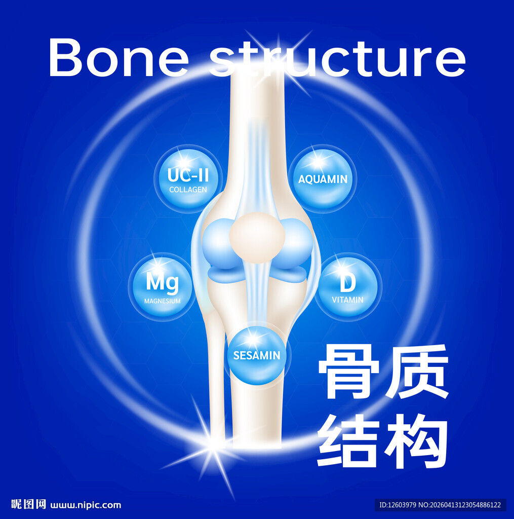 骨质结构展示图
