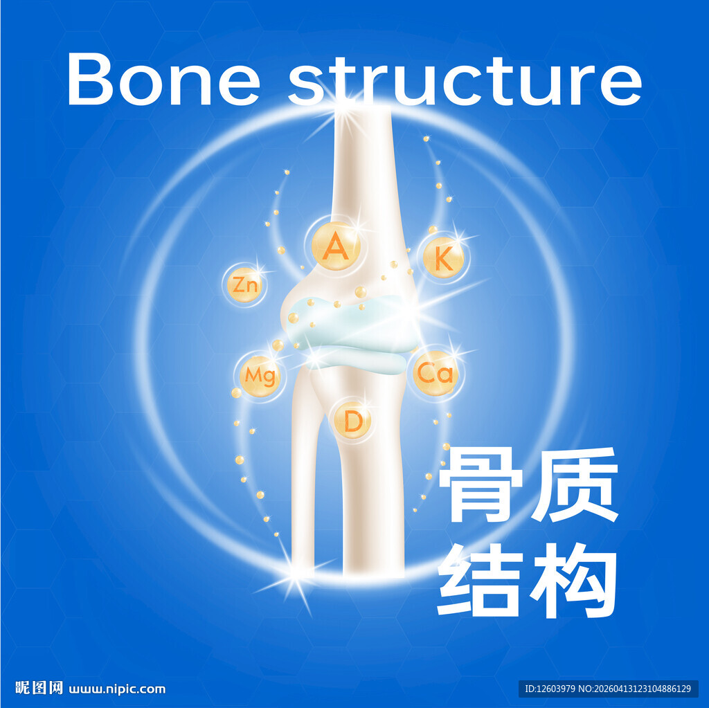 骨质结构展示图