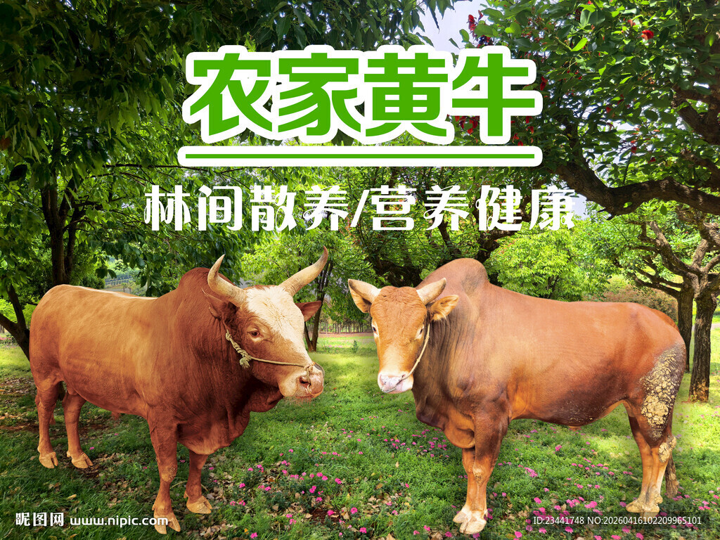 农家黄牛