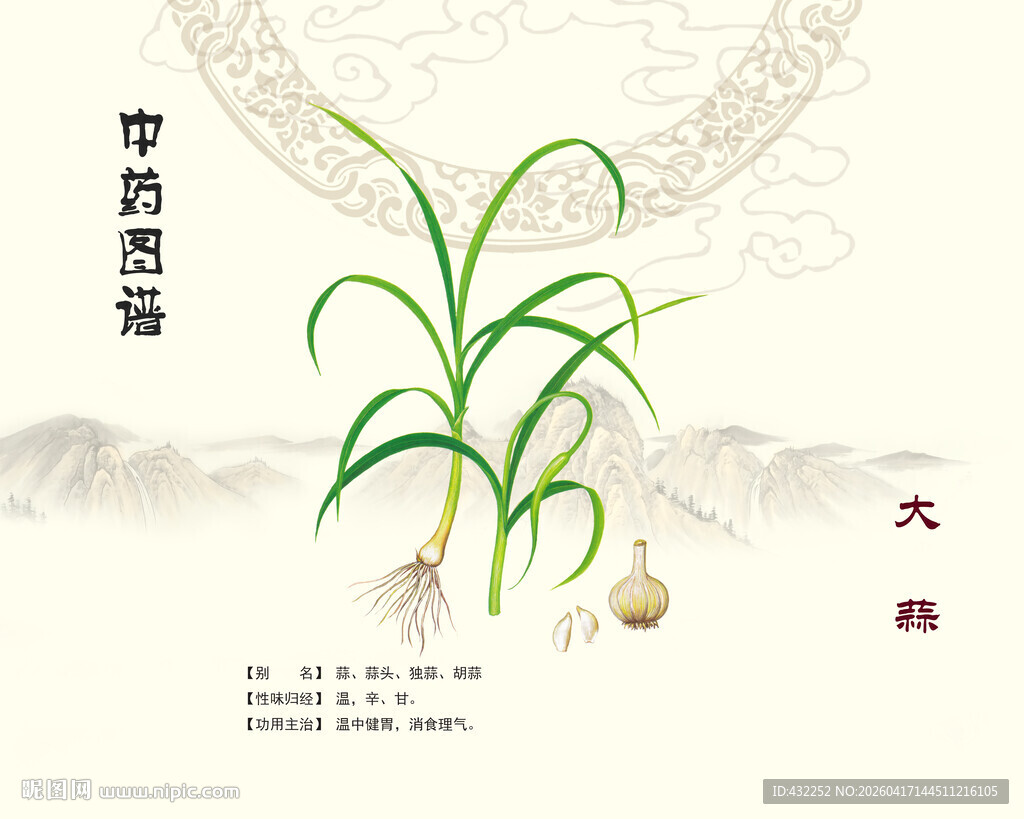 中药大蒜展示图