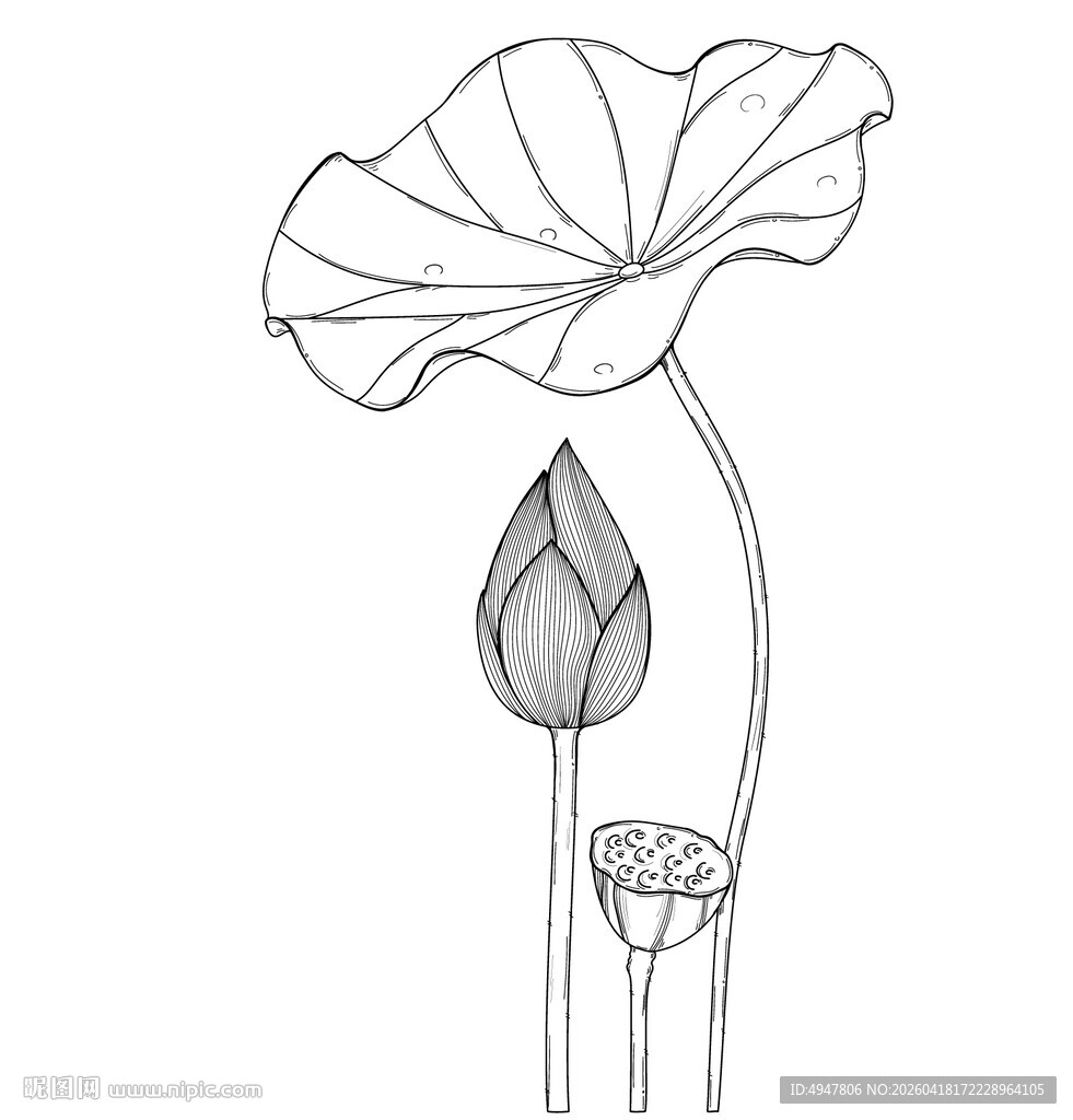手绘荷花线条图 矢量图
