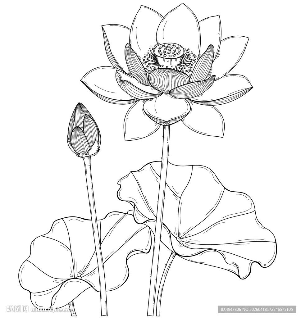 白描荷花图 矢量图