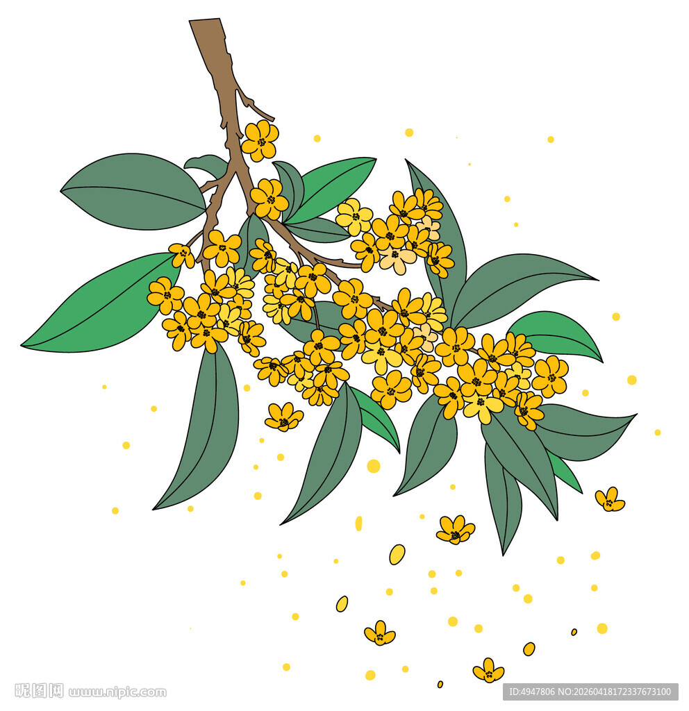 桂花枝头绽放 花瓣飘落 矢量图